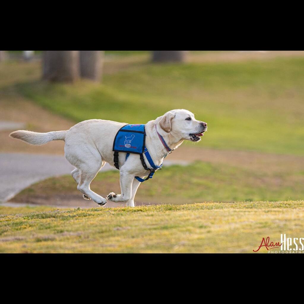 ShotLivePhoto's tweet photo. A great day out with @freedomdogsorganization for their 10th Annual Golf Tournament at Fairbanks Ranch Country Club. #freedomdogs #dog #dogsofinstagram #running #runningdog #fetch #alanhess #alanhessphotography #progradedigital #nikonusa #servicedog https://t.co/TvHHRNNbEt https://t.co/sVPGvxmbRm