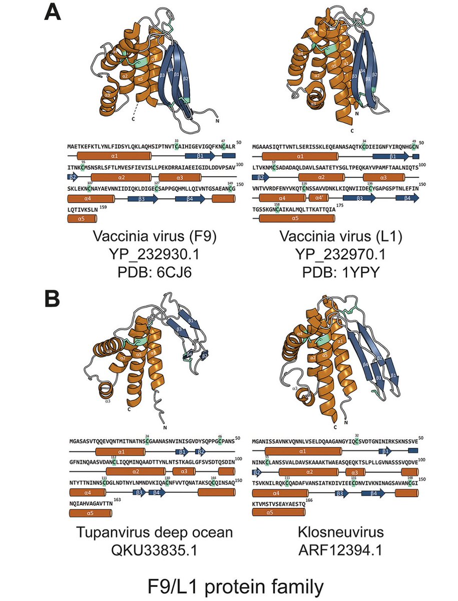 Our new paper @JournalSpectrum !
Giant viruses infect diverse eukaryotes, incl. vertebrates, insects, algae and amoebae. We look into the origin (#LNCA) and early evolution of #GiantVirus based on their essential membrane fusion proteins for cell entry. journals.asm.org/doi/10.1128/sp…