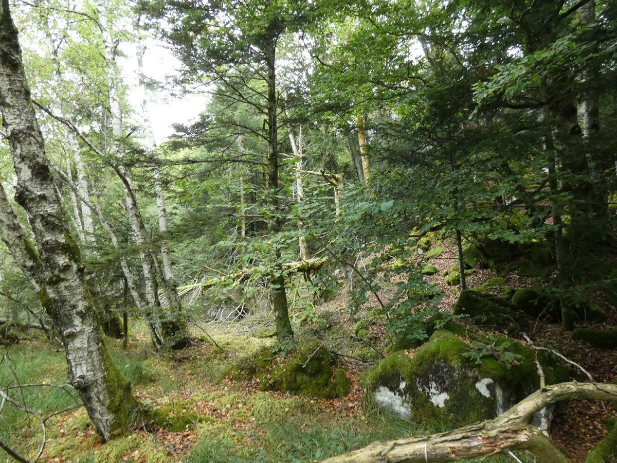 CEN Auvergne (@cenauvergne) on Twitter photo #Sylvae En 2018, au démarrage, le <a href="/CENAuvergne/">CEN Auvergne</a> préservait via achat & libre évolution 165 ha de vieilles forêts ou forêts à haute valeur écologique. Aujourd'hui, le réseau comprend plus de 245 ha sur les 3 départements du Cantal, de la Haute-Loire et du Puy-de-Dôme. #Sylvae En 2018, au démarrage, le <a href="/CENAuvergne/">CEN Auvergne</a> préservait via achat & libre évolution 165 ha de vieilles forêts ou forêts à haute valeur écologique. Aujourd'hui, le réseau comprend plus de 245 ha sur les 3 départements du Cantal, de la Haute-Loire et du Puy-de-Dôme.