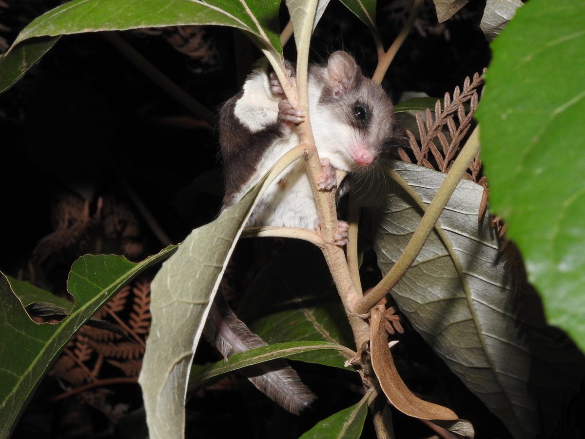 ourstrathforest's tweet photo. We talk about 400 #greaterglider being burnt alive in #strathbogieforest. Many others will also have their lungs and airways BURNT TO A CRISP! Including countless #feathertailglider like this one (seen last night).
#springst
@IngridStitt
@EuroaGazette
https://t.co/j2xxGvgXLe https://t.co/zGjgbwqS3p