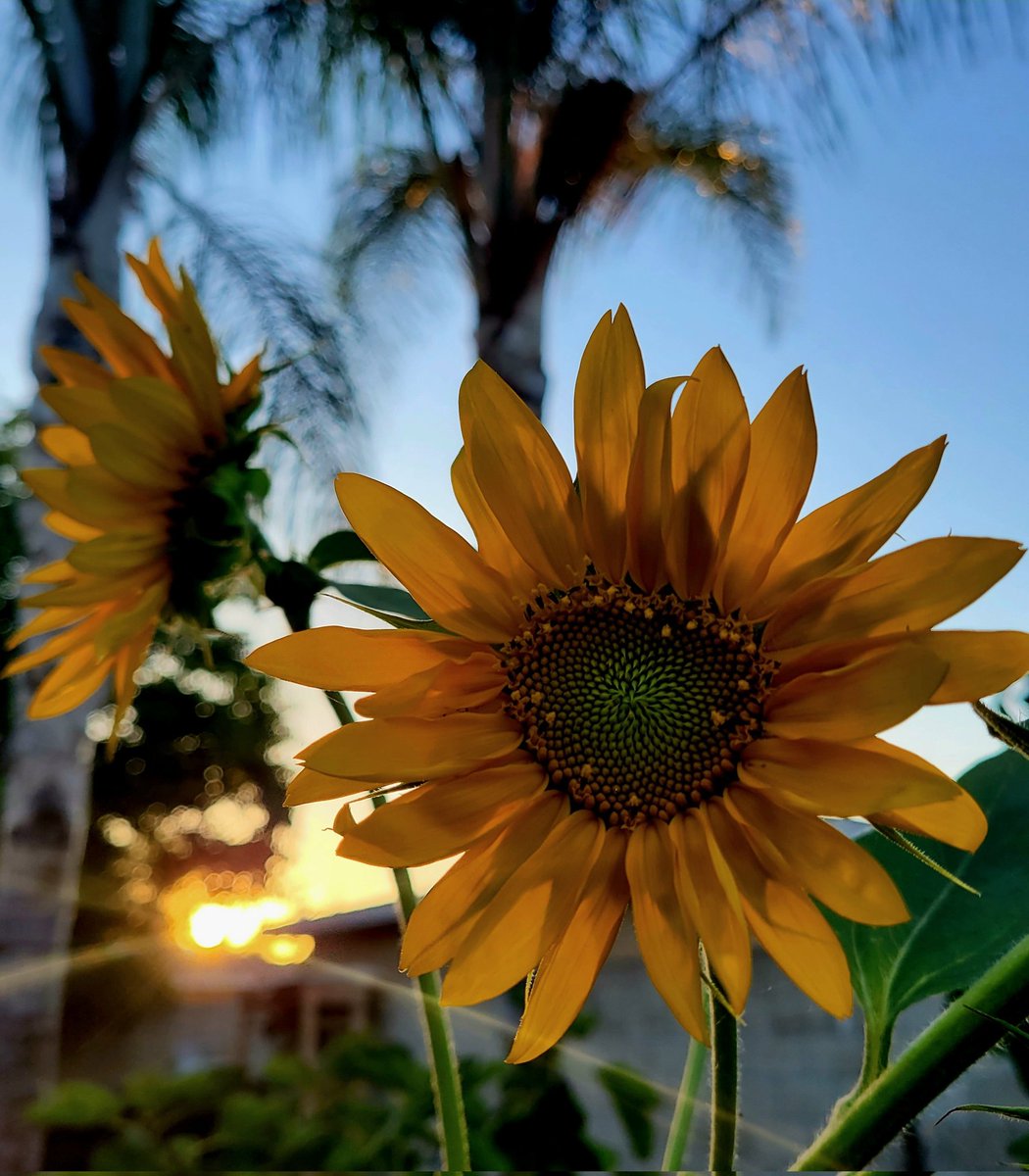CandaceSotela's tweet photo. Dreaming of summer. 🌻 #flowers #garden #flowerhunting https://t.co/hbueuhZUcB