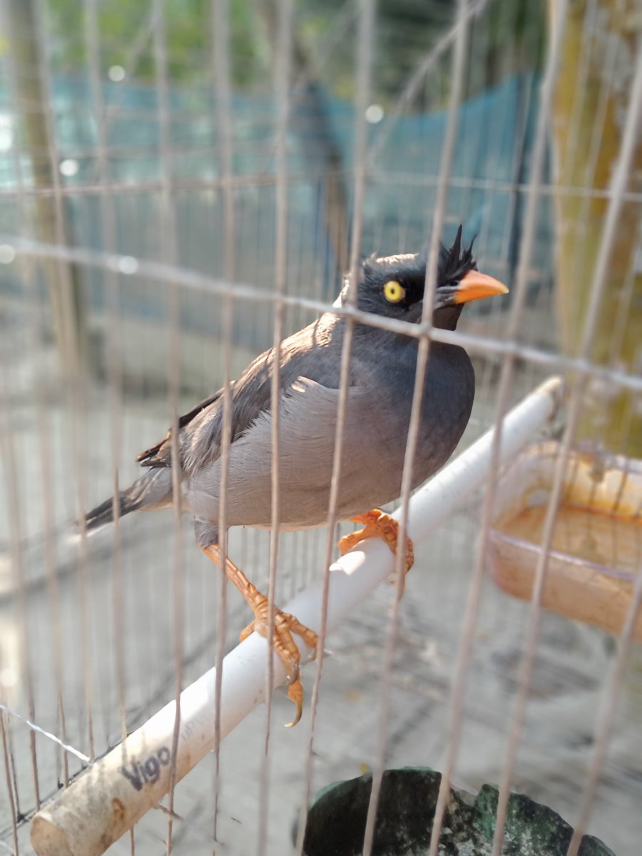 It's our turn, the bird.#feetfinder #Falcons #FinancialCrisis