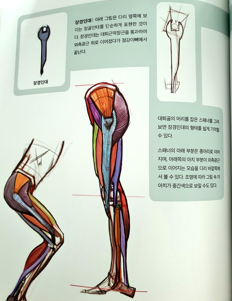 내가 가장 좋았던 점은 인체 파츠별로 형태를 잘 기억하게끔 물건 같은 것에 찰떡같이 비유해서 설명함ㅋ
아래 사진들처럼 엉덩이 옆쪽 형태가 타이어처럼 오목한 형태인점, 쇄골&견갑골이 연결된 모습을 두꺼운 책커버처럼 그려진 형태로 어깨를 움직일 때 모습도 연상하기 쉽게 알려줌👍