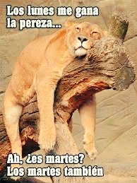 ElTrenGamer's tweet photo. Mood de Martes 😪

¿Quién me invitaba un café? ☕

#FelizMartes
#BuenosDias https://t.co/felYSgurwi