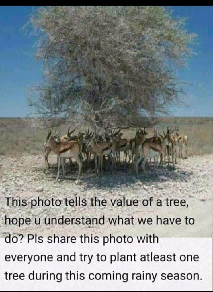 Wacheni tupande miti