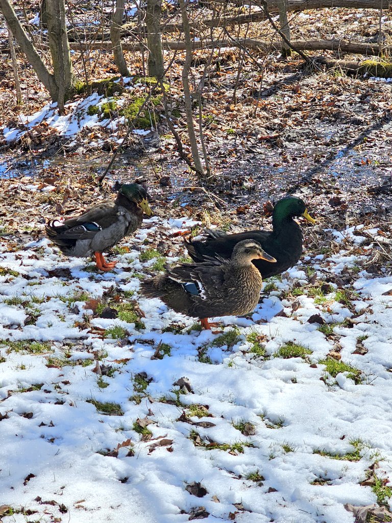 MiniTinyFarm's tweet photo. My babies are saying spring is getting closer. They are definitely enjoying their swim sessions even in 40° haha. 🦆🌱 https://t.co/ZhonGtUELS