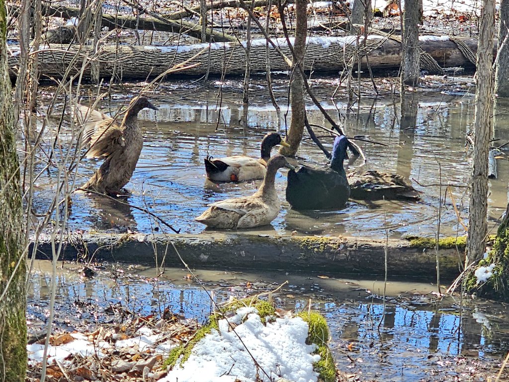 MiniTinyFarm's tweet photo. My babies are saying spring is getting closer. They are definitely enjoying their swim sessions even in 40° haha. 🦆🌱 https://t.co/ZhonGtUELS