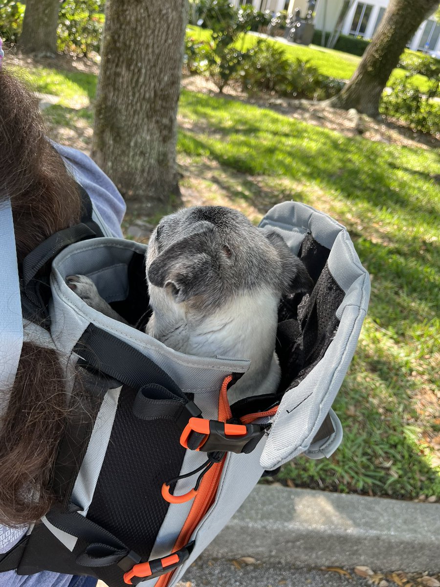 Pia_Pia_the_Pug's tweet photo. Pia Pia loves her new gray @heylittlechonk #pugnation #safety #dogbackpack #pug #happy #smile #precious #puglife #puglove #love #sweet #protection #riding #enjoy #blessed #thankful #verobeach #craftfair #florida https://t.co/151uqYsMol