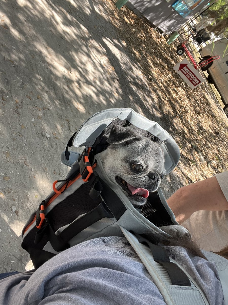 Pia_Pia_the_Pug's tweet photo. Pia Pia loves her new gray @heylittlechonk #pugnation #safety #dogbackpack #pug #happy #smile #precious #puglife #puglove #love #sweet #protection #riding #enjoy #blessed #thankful #verobeach #craftfair #florida https://t.co/151uqYsMol