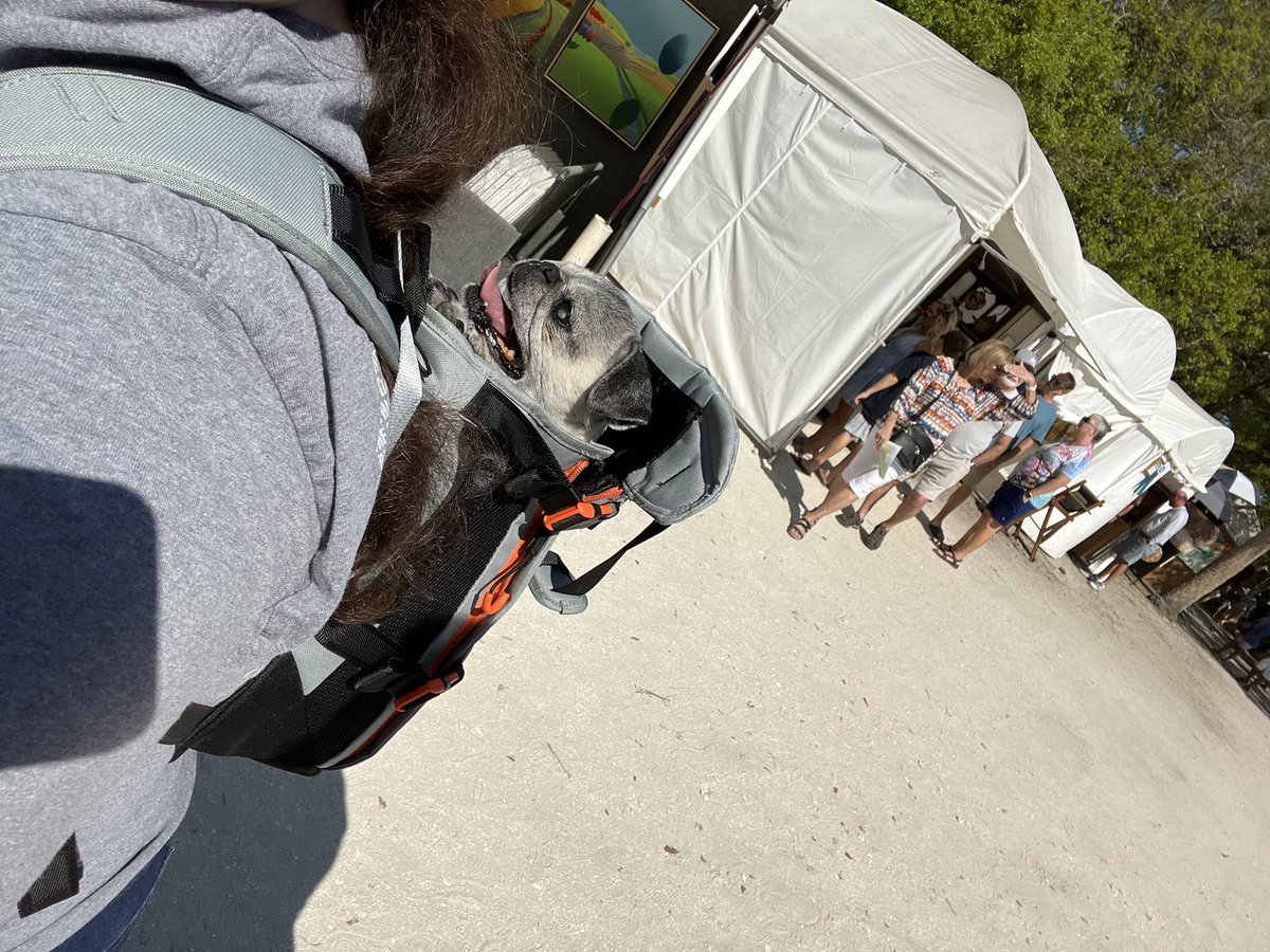 Pia_Pia_the_Pug's tweet photo. Pia Pia loves her new gray @heylittlechonk #pugnation #safety #dogbackpack #pug #happy #smile #precious #puglife #puglove #love #sweet #protection #riding #enjoy #blessed #thankful #verobeach #craftfair #florida https://t.co/151uqYsMol