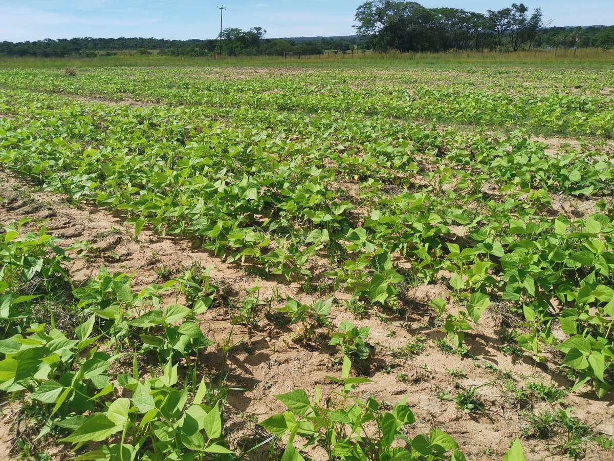Pres1982's tweet photo. It's game on. When you have the #FarmerDNA in you. #2023 https://t.co/1sHQTDopp9