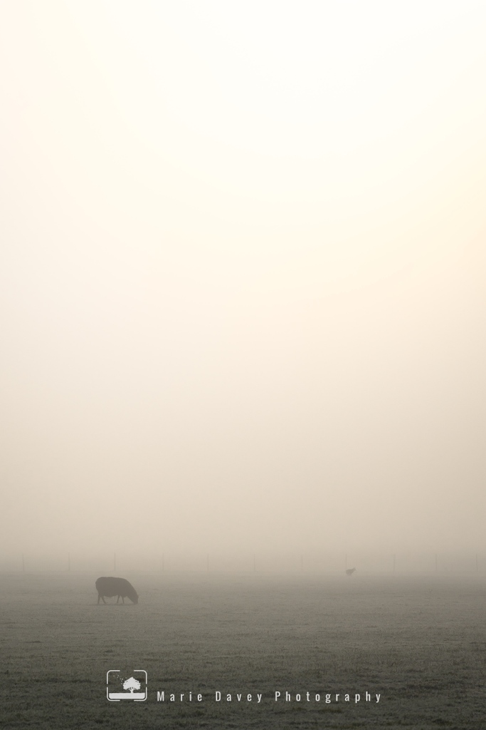 This won't be everyone's cup of tea, and also needs to be seen big to appreciate fully, so all in all, an excellent one to share on social media! But if you're still with me by this point, look really closely and you will see a fox sitting just to the right of the sheep! 🦊

#fox