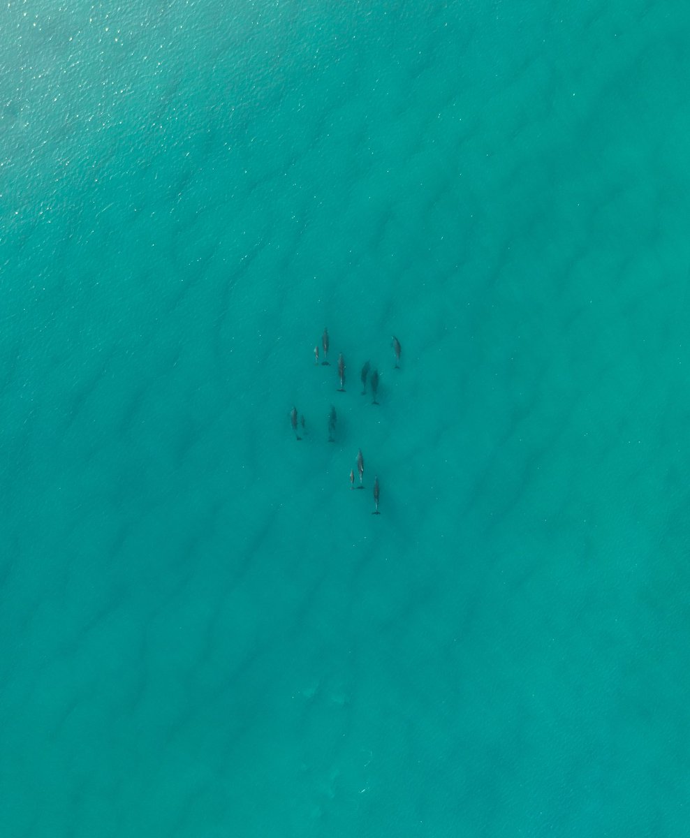 Petra Leary tweet media