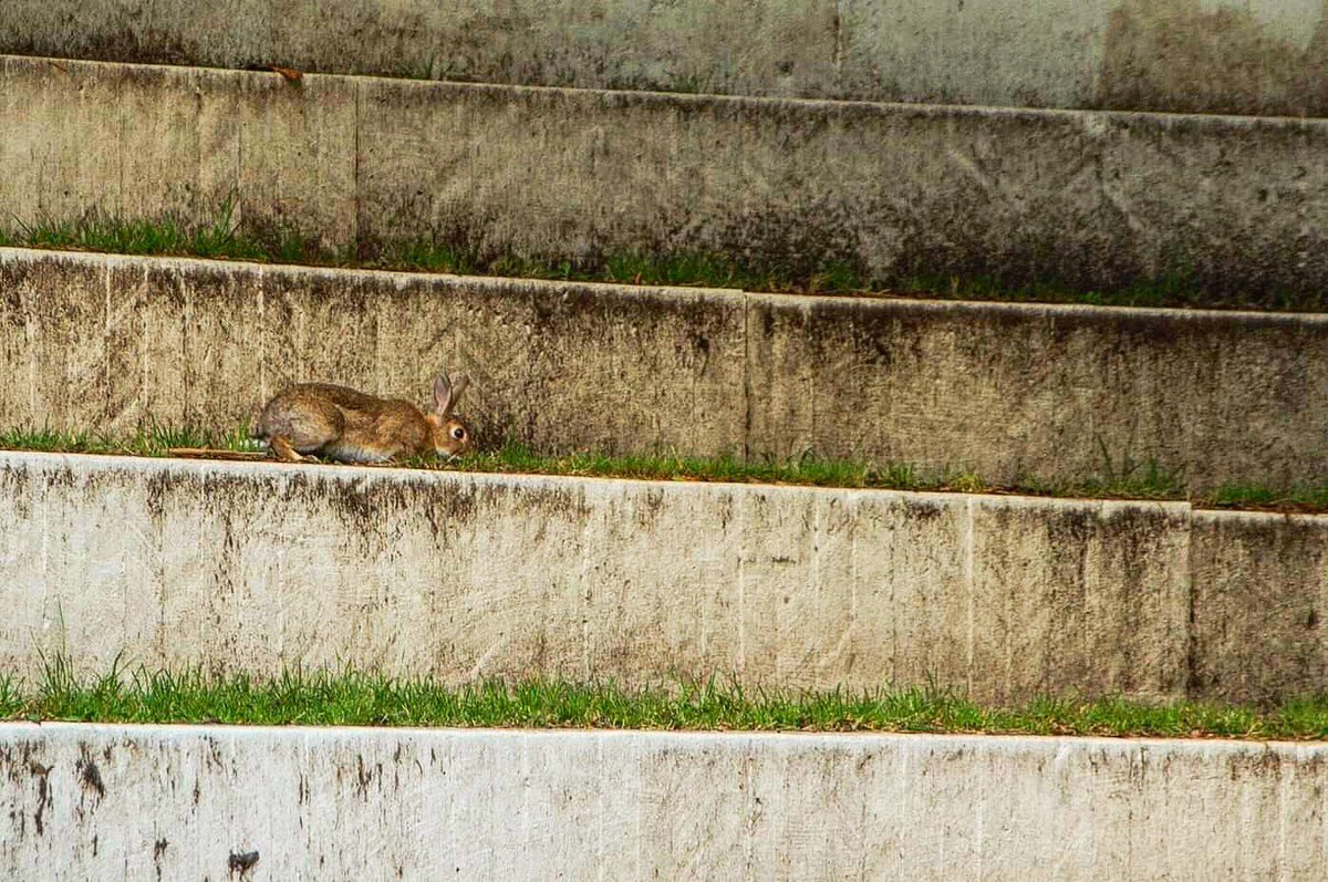 Have a good day! 🐇
#rabbit #bunny #jänis #pupu #hare #kanin #rabbitsofinstagram #bunniesofinstagram #cityrabbit #urbanbunny #jannesphoto #linesoftheday #linephotography #camouflage #stairs #stairsofinstagram #animals_captures #animalphotography #cityanimals #urbananimals #photo