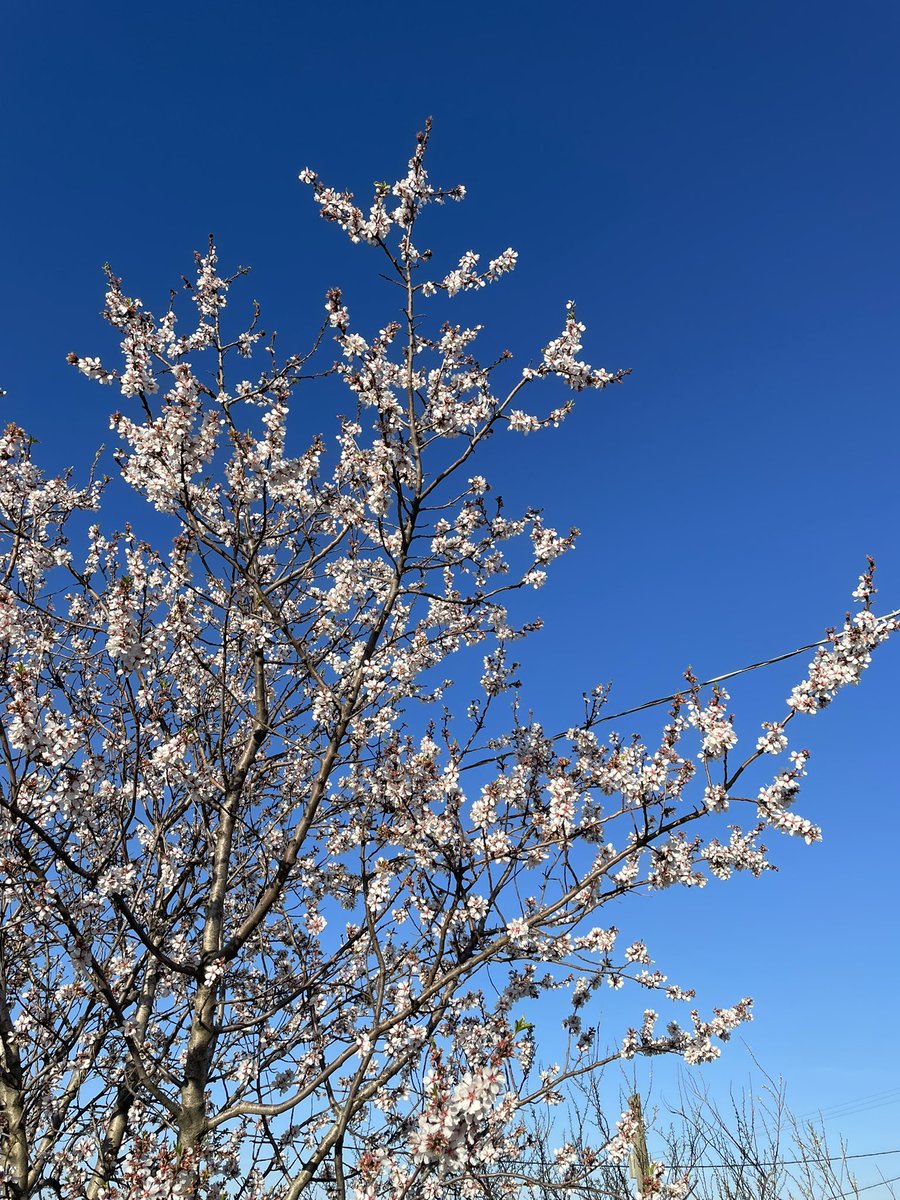 Cyber Humanoid tweet media