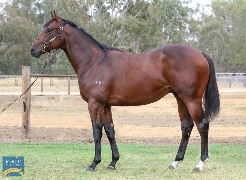 NEF_stud's tweet photo. Strong, well balanced, sprinting type 🐎💨
Great value at $25,000 @mmsnippets #Adelaide
He knows the breed well @c_douglasracing
Is this the next #Barocha? https://t.co/a5JZ2kOKzJ