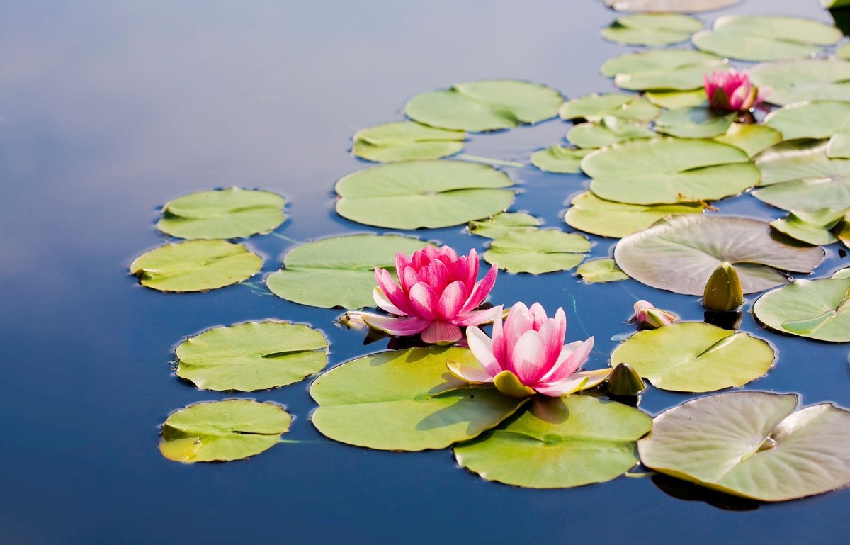 prettyfrenchboy's tweet photo. Here, can you see the lotus blossom now?

I am about to teach you how to perceive more deeply.

Awareness is the way. https://t.co/yD8pcbvUi8