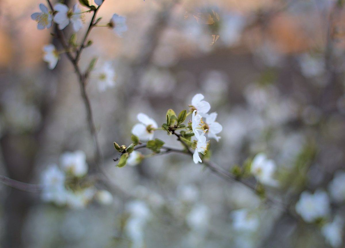 #blooddrainerphotography #photography #bulgaria #photooftheday #nature #macro #spring #canon #tree #blossom 

photography.blooddrainer.net
patreon.com/antonatanasov
instagram.com/blooddrainera/
flickr.com/photos/blooddr…
x.com/blooddrainera
facebook.com/blooddrainerph…
linkedin.com/in/antonatanas…