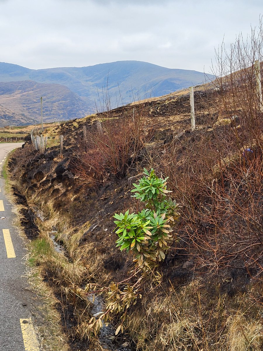 All the wild native trees + flora that were growing on the road side of the fence, ie the one place where they're not constantly eaten to death by sheep, have been incinerated by fire.

The only thing that has survived is invasive rhododendron.

We just cannot go on like this.