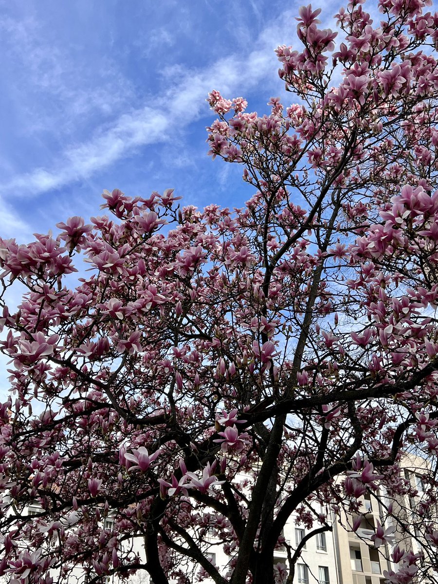 Hello everyone -bonjour à tous🤩🤩🤩
#magnolia #flowersonTuesday