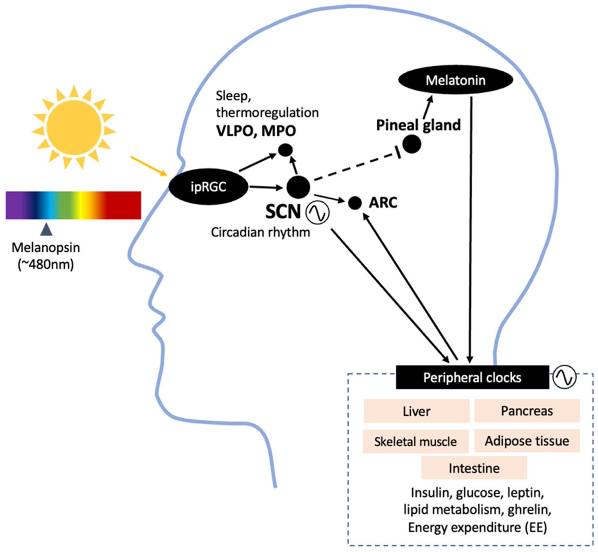 heniek_htw's tweet photo. 🆕 The Complex Effects of Light on Metabolism in Humans

Relationship between #light and #metabolism through #circadian physiology in various populations to understand the optimal use of light to mitigate short and long-term #health consequences.

👇
https://t.co/ElMupi4bQF https://t.co/BnaylA5fHy
