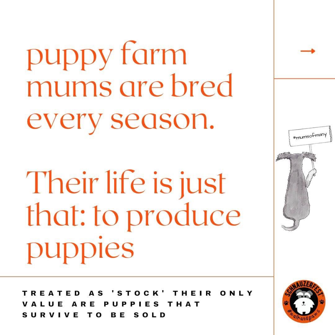 SchnauzerfestUK's tweet photo. With #MothersDay this Sunday we’re remembering the 10000s of dogs forced to supply the lucrative, badly regulated puppy trade. The unloved #mumsofmany 

Please help by sharing 🙏 https://t.co/j5uFbFXpzh