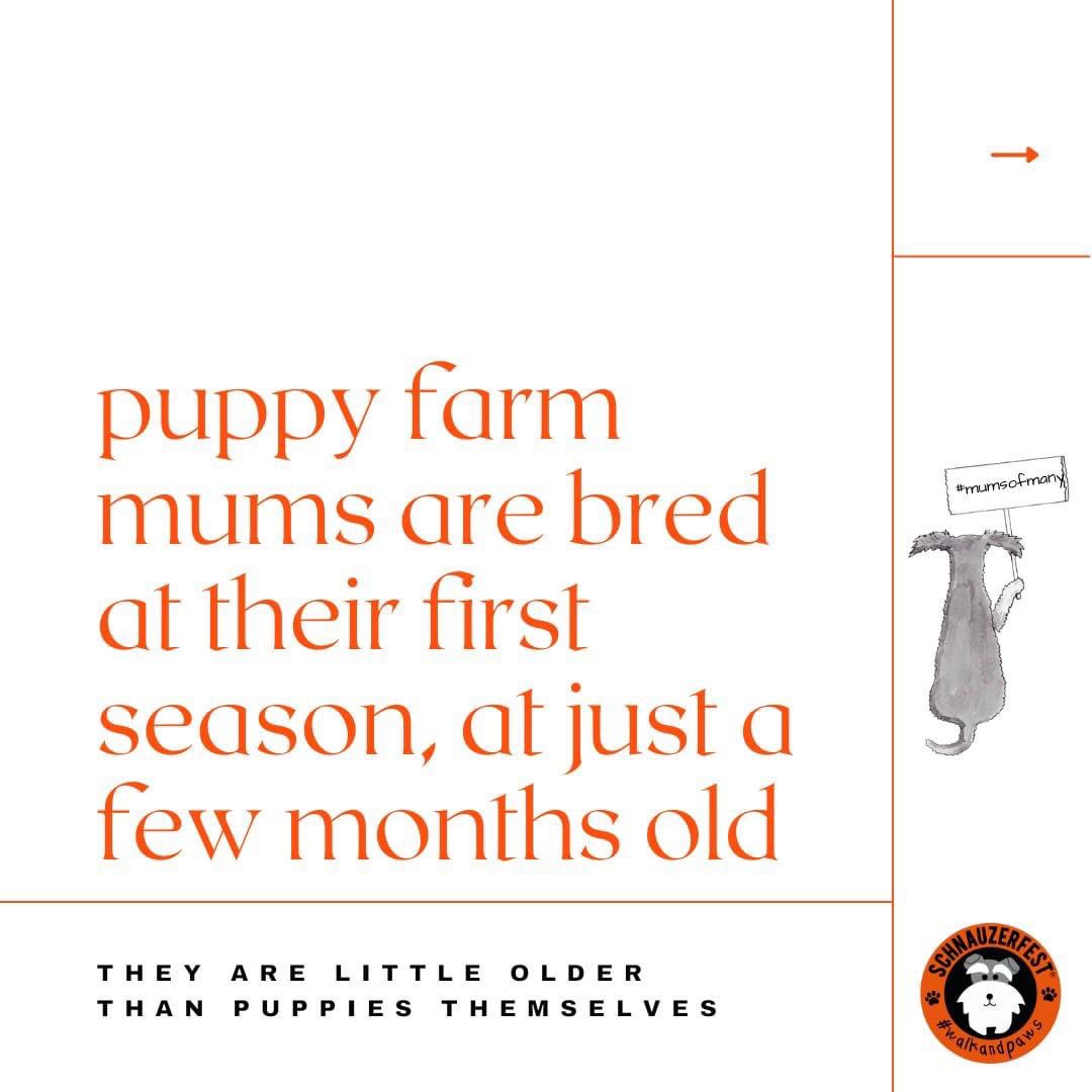 SchnauzerfestUK's tweet photo. With #MothersDay this Sunday we’re remembering the 10000s of dogs forced to supply the lucrative, badly regulated puppy trade. The unloved #mumsofmany 

Please help by sharing 🙏 https://t.co/j5uFbFXpzh