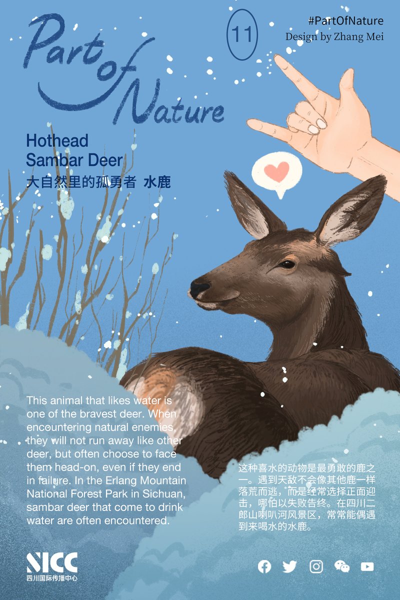 SichuanDaily's tweet photo. Sambar deer is one of the bravest #deer. Instead of running away from #predators like other deer, they often choose to confront them head-on, even if they end in failure. In the Erlang Mountain National Forest Park, #Sichuan, they are often encountered.

#PartOfNature #wildlife https://t.co/ehZeEOGSJO