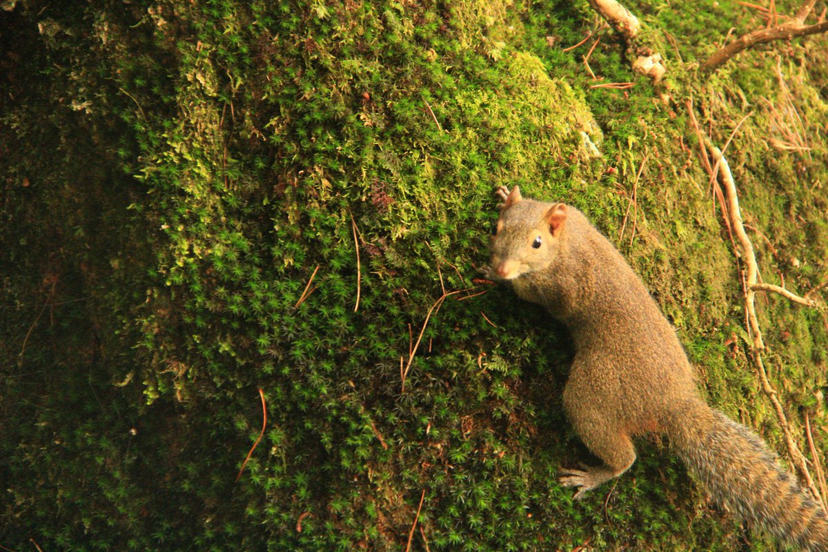 yingyamiaow2's tweet photo. 超可爱的小松鼠！˚‧*♡ॢ˃̶̤̀���˂̶̤́♡ॢ*
#摄影  #photography #original #squirrel #Jiangxiprovince
#きねずみ https://t.co/GHk7G63wYt
