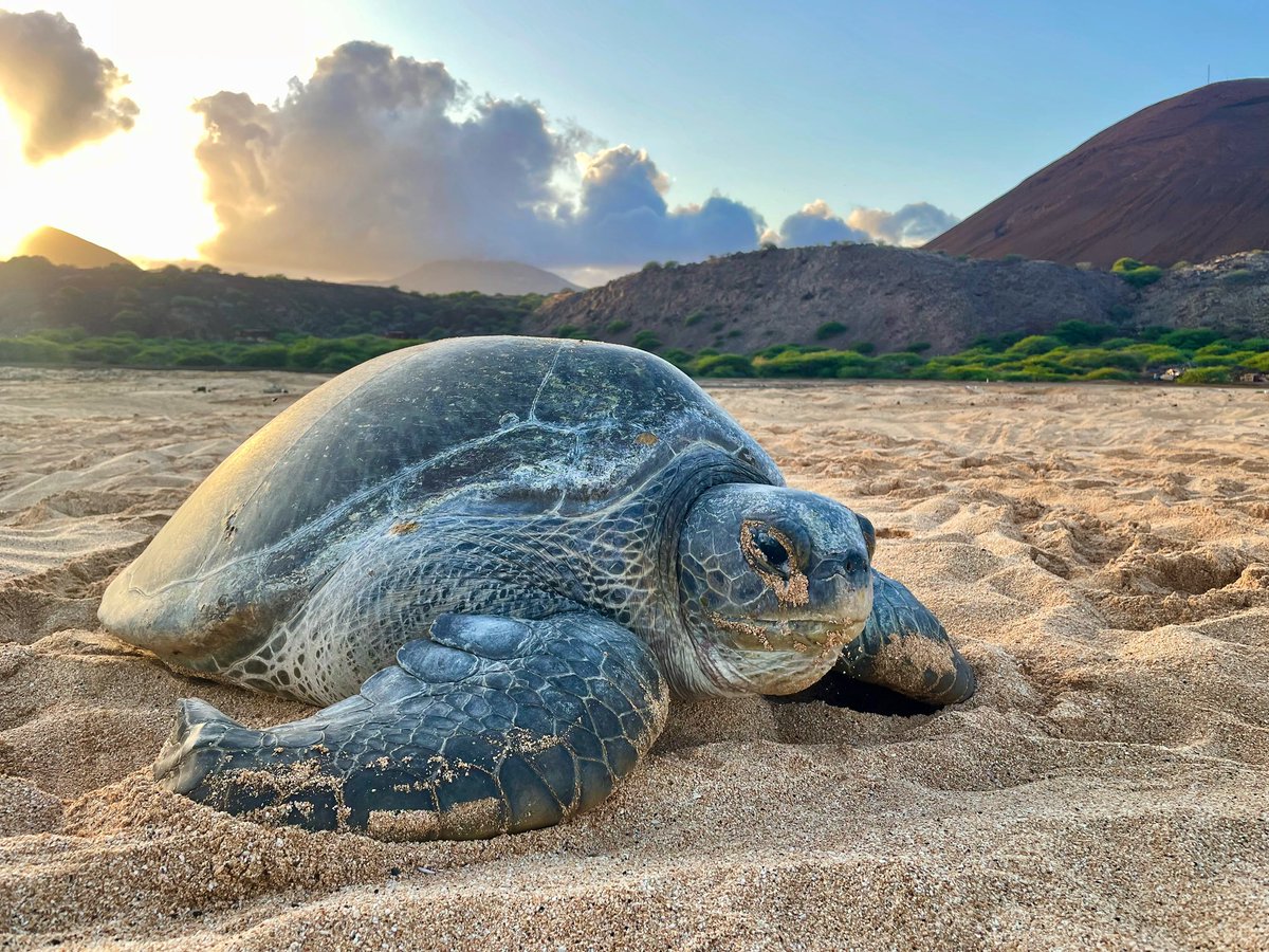 Sunrise with the turtles

An early morning on Long Beach watching the last few female Green Turtles return to the sea after a busy night egg laying.

#DarwinPlus #AscensionIsland #turtle #greenturtle #mpa #wildlifewatching #sunrise