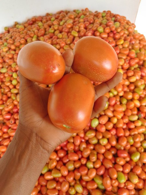 "Did you know that growing tomatoes in Rwanda can be a profitable