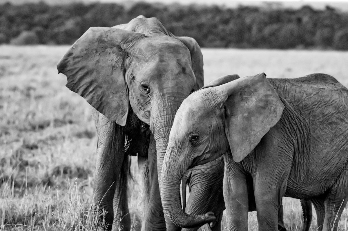 Listen to your Mummy… | Masai Mara | Kenya
#safariafrica #africanwildlifephotography #elephantlove #masaimaranationalpark #africa #safarilife #wildlifeconservation #bestwildlifephotography #natgeowild #nikon #bownaankamal #africantravel #animalphotography #bestwildlife
