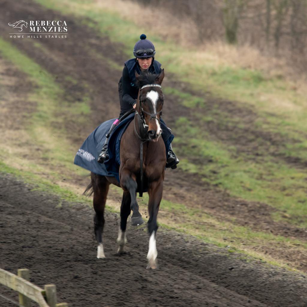 Rajmeister is next to go in the 7.45 at @NewcastleRaces Ridden by Cameron Noble Good luck to owners @FlashFigsRacing #teammenzies #horsetraining #stablelife #racehorsetrainer #racehorse #jockey #horserace