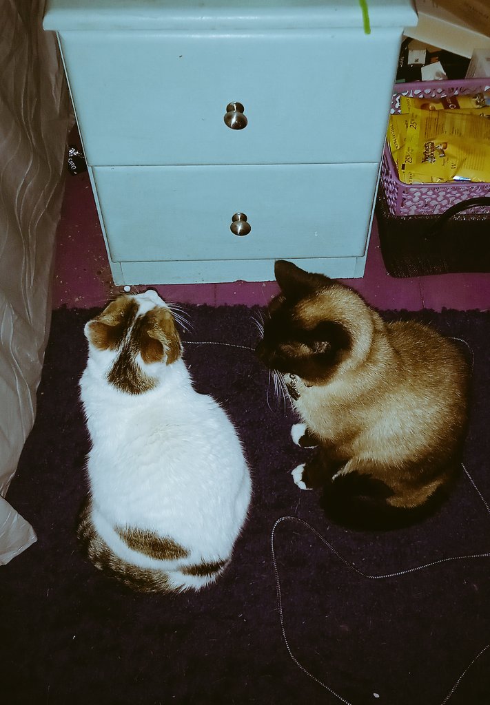 Chancethebeautifulcat (@chancethebeaut1) on Twitter photo Me n my sis waiting patiently by the secret treat drawer,that's not a secret !...Hurry up Mum <a href="/debbie_creaser/">debbie creaser</a> we are wasting away! #CatsOfTwitter Me n my sis waiting patiently by the secret treat drawer,that's not a secret !...Hurry up Mum <a href="/debbie_creaser/">debbie creaser</a> we are wasting away! #CatsOfTwitter