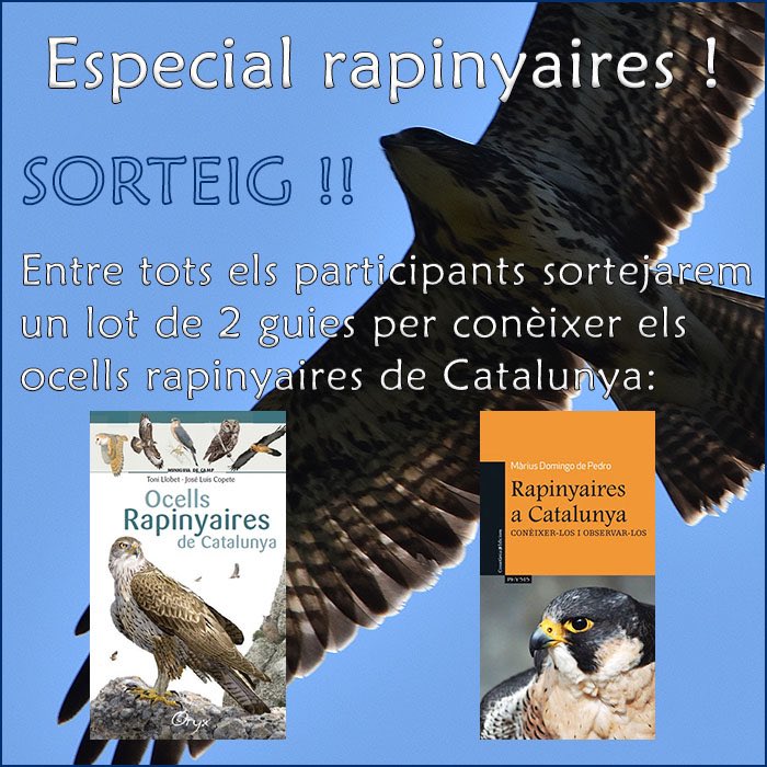 SORTEIG! Especial rapinyaires!

Per guanyar aquestes dues guies has de:
- Ser seguidor de <a href="/birdcatalunya/">Birding Catalunya</a> 
- Fer retuit
- Comentar quin és el teu ocell rapinyaire preferit de Catalunya

Termini fins el 16/03/23 a les 23:59h.
Es farà un sorteig aleatori entre els participants 😜