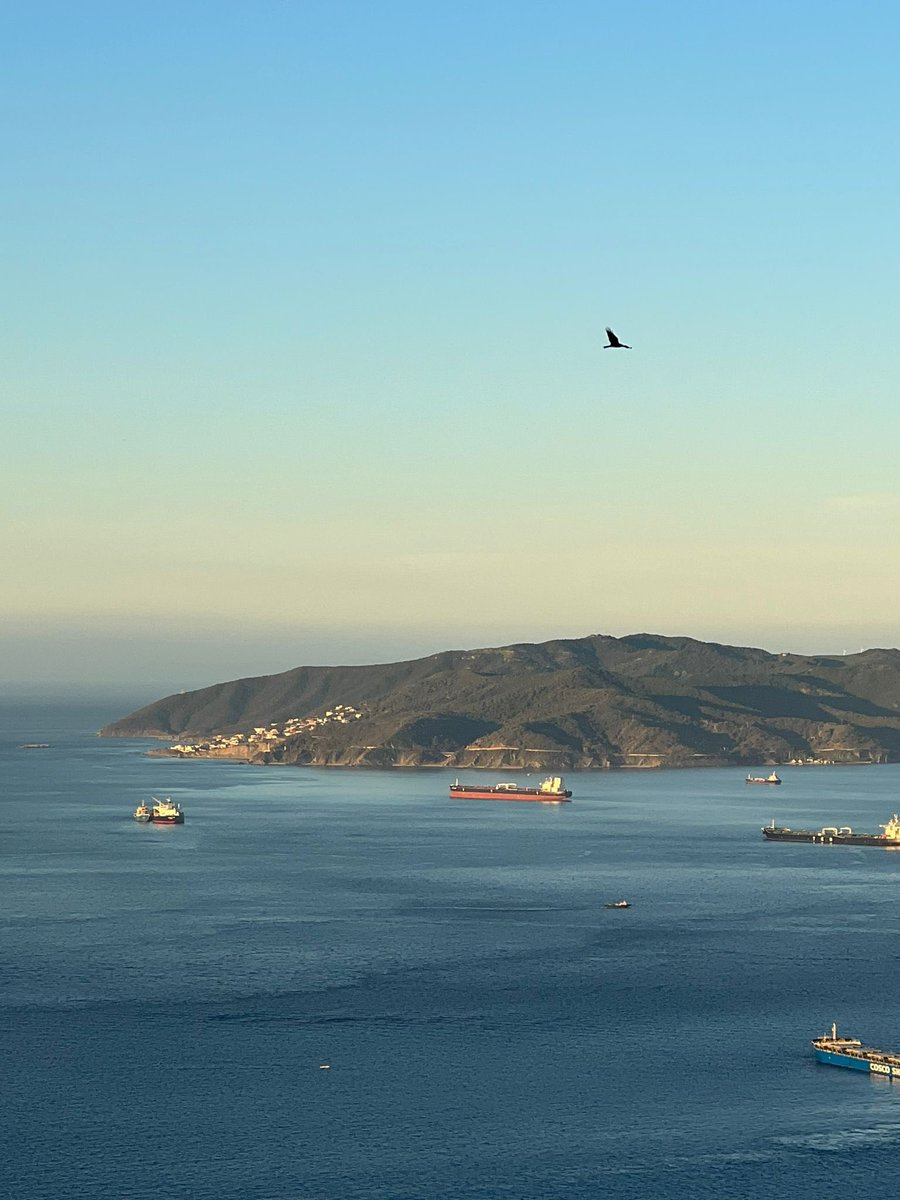 Gib Nature Reserve (@GibReserve) on Twitter photo 2023-03-14 07:41:00 Crisp and crystal-clear spring morning at @GibReserve as the first black kite of the day arrives against the stunning background of the Bay of #Gibraltar and the Strait beyond. Thanks to our Warden Chris Durante for the pic. Wish we were all up there with you! Crisp and crystal-clear spring morning at @GibReserve as the first black kite of the day arrives against the stunning background of the Bay of #Gibraltar and the Strait beyond. Thanks to our Warden Chris Durante for the pic. Wish we were all up there with you!