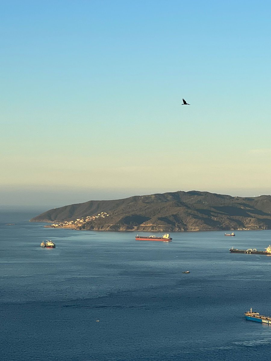 Crisp and crystal-clear spring morning at @GibReserve as the first black kite of the day arrives against the stunning background of the Bay of #Gibraltar and the Strait beyond. Thanks to our Warden Chris Durante for the pic. Wish we were all up there with you!