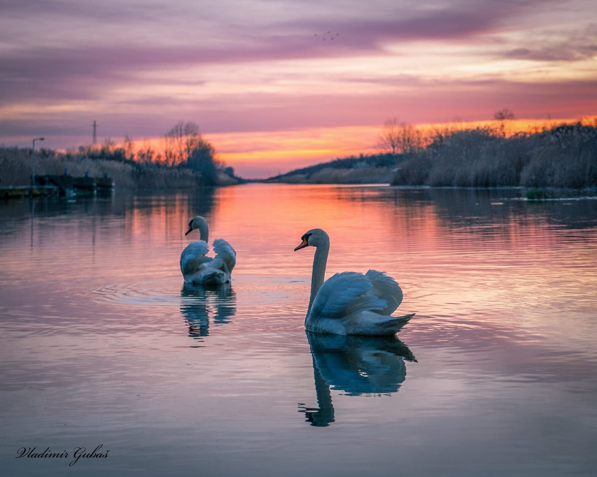 VojvodinaMeteo's tweet photo. Ponedeljak, 13. mart, zalazak na kanalu DTD Kucura i prelepi pozeri 🥰

#vojvodina #kucura #bačka #zalazak #sunset #labud #swan 

Foto: Vladimir Gubaš https://t.co/tpFLSOH44q