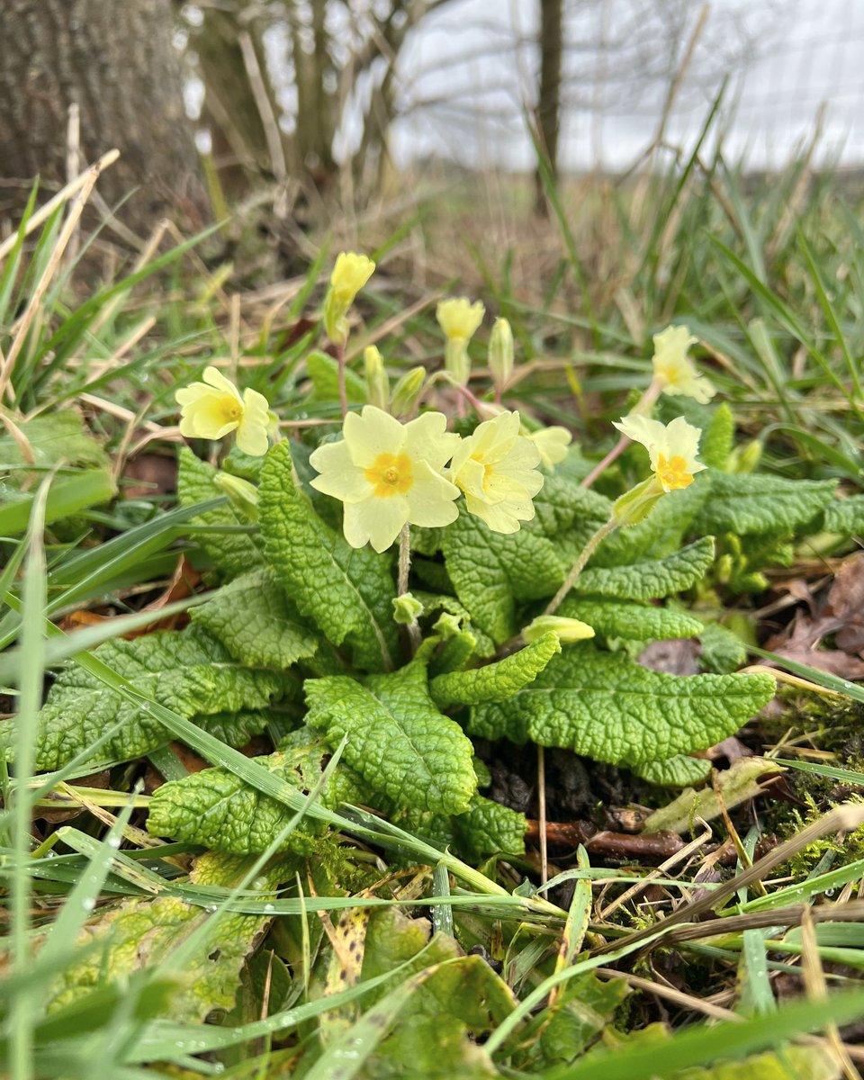 jackwallington's tweet photo. Primrose, Primula vulgaris, starting to flower beneath an oak in our wilder garden. An excellent low flower for spring that will put up with taller flowers growing over it in summer. https://t.co/i5P9bS620V