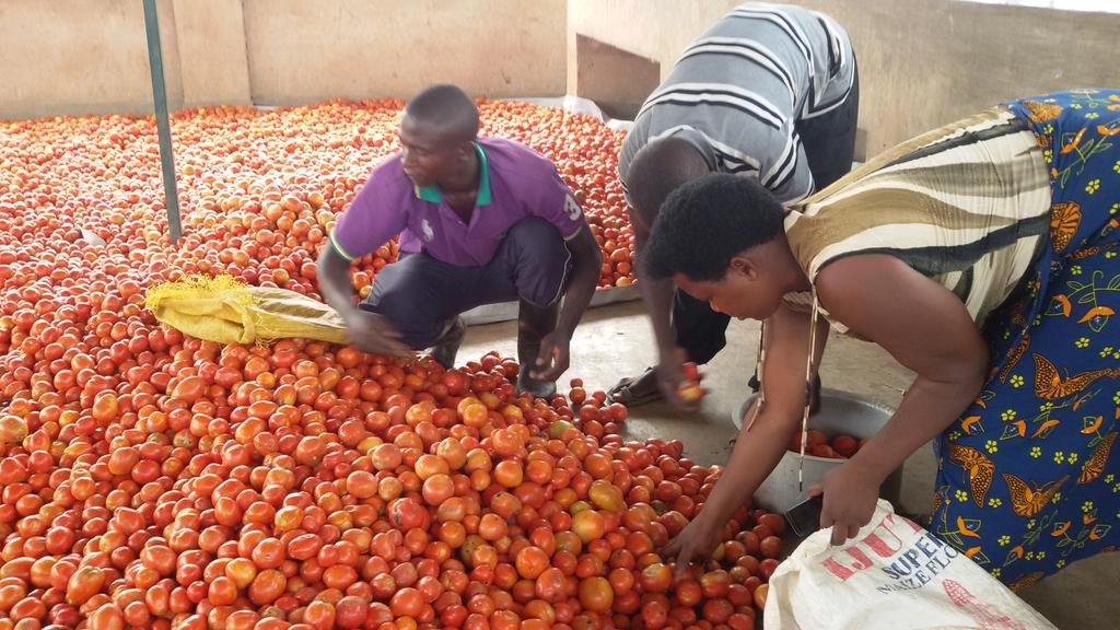 "Did you know that growing tomatoes in Rwanda can be a profitable