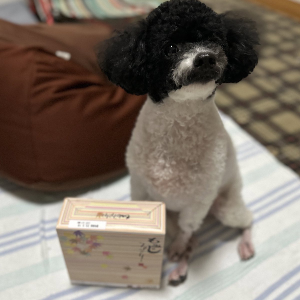 _O928pj's tweet photo. 安定に楽しかった〰️🥲💞こちらこそ沖縄まで会いにきてくれてありがとうすぎだよT ˙̫ T❤︎
ﾊﾟﾜﾊﾟﾌ🤍💚💙早く次の集合決めたい🥲🎶

うちの���をいつも可愛がってくれてありがと🫶🏼お土産もいただきます₍ᐢ.ˬ.ᐢ₎💞 https://t.co/9vvuToojwB