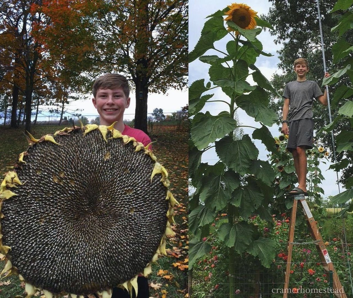 'What can I say. He knows how to grow a sunflower. 🌻 This is the result of saving the seeds from his biggest sunflower each year. Everyone always asks “what variety?”...
👉Read more in reply