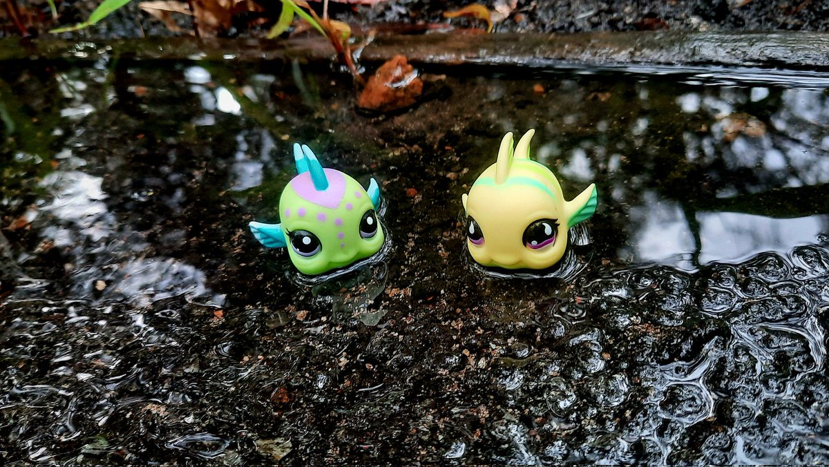 lps_moonlight's tweet photo. I've been waiting a while for it to rain,  so I could get some photos of these fish in puddles! The day finally came #2092 #519
#lps #littlestpetshop #fish #rain #puddles https://t.co/c17a7MSQkb