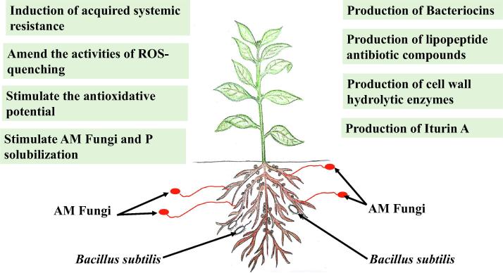 boltonkudzi's tweet photo. Bacillus subtilis a special soil microbe 🦠🌱

✅Plant growth promoting rhizobacteria (PGPR) can significantly enhance plant growth and represent a mutually helpful plant-microbe interaction. https://t.co/OqNLavlEpr