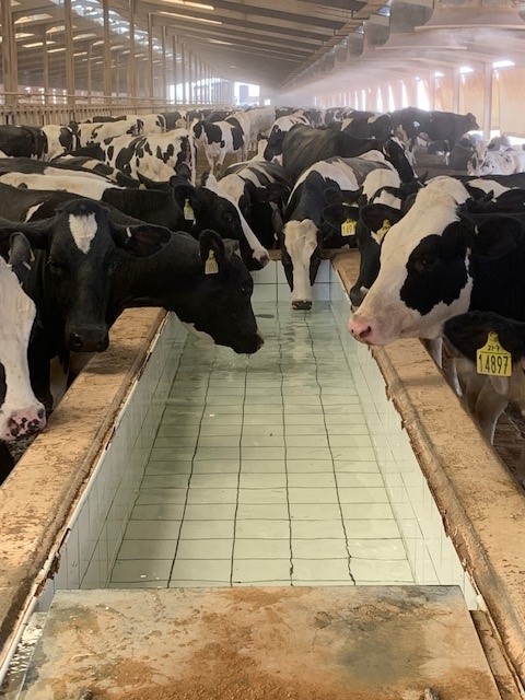 1 key point from #transitioncow meetings this month was to keep DMI's consistent over this period. Dirty water reduces DMIs - keeping water clean really matters!
 #transitioncows #drycows #AdvancedNutrition #healthycows #drymatterintakes  #consistency