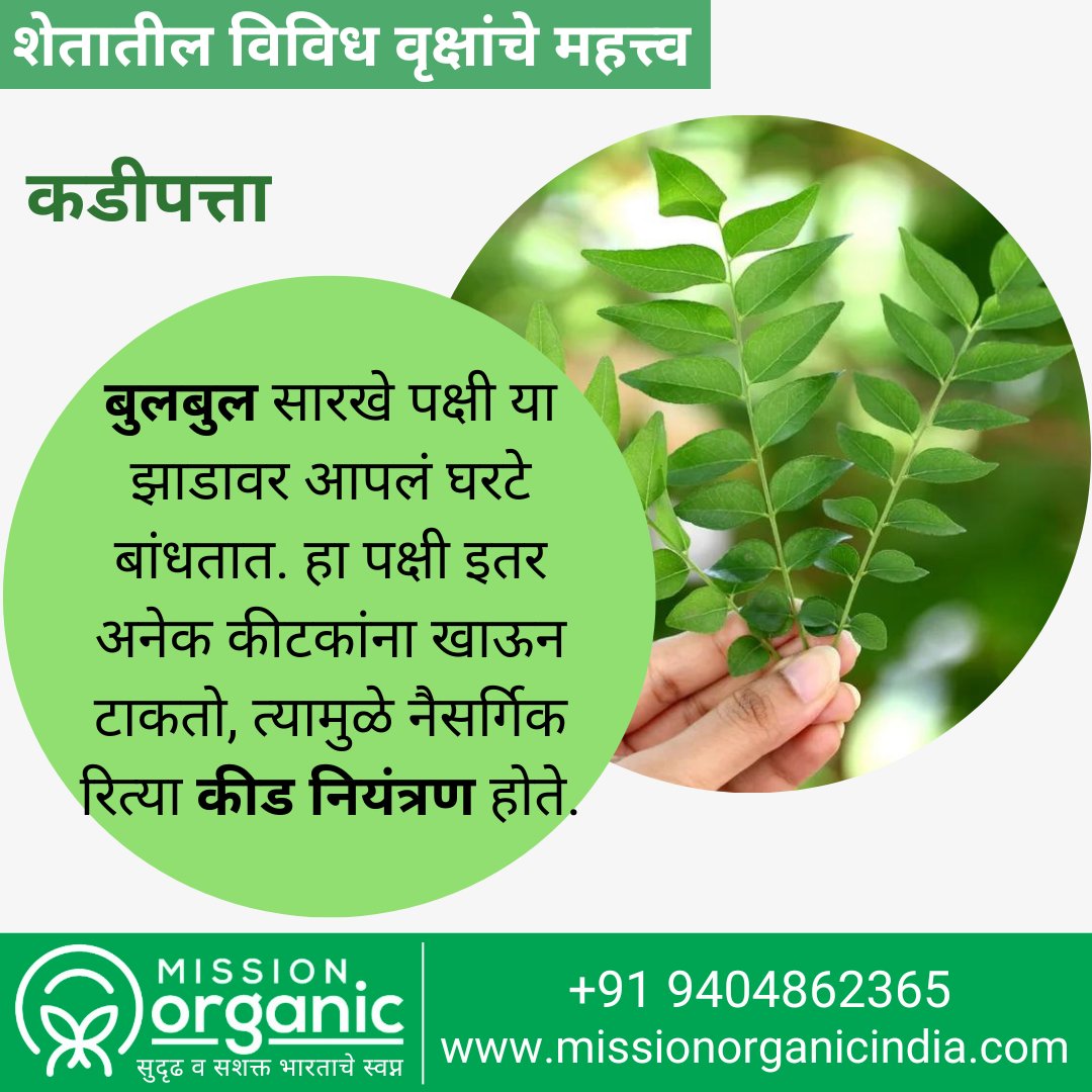 _MissionOrganic's tweet image. 🌱 Importance of Curry Trees in the farm 
🌱 शेतातील विविध वृक्षांचे महत्त्व : #कडीपत्ता
.
.
Follow : facebook.com/missionorganic…
Follow : instagram.com/missionorganic
.
.
#farming #currytree #tree #organic #organicfarming #शेती #सेंद्रियशेती #missionorganicindia #missionorganic