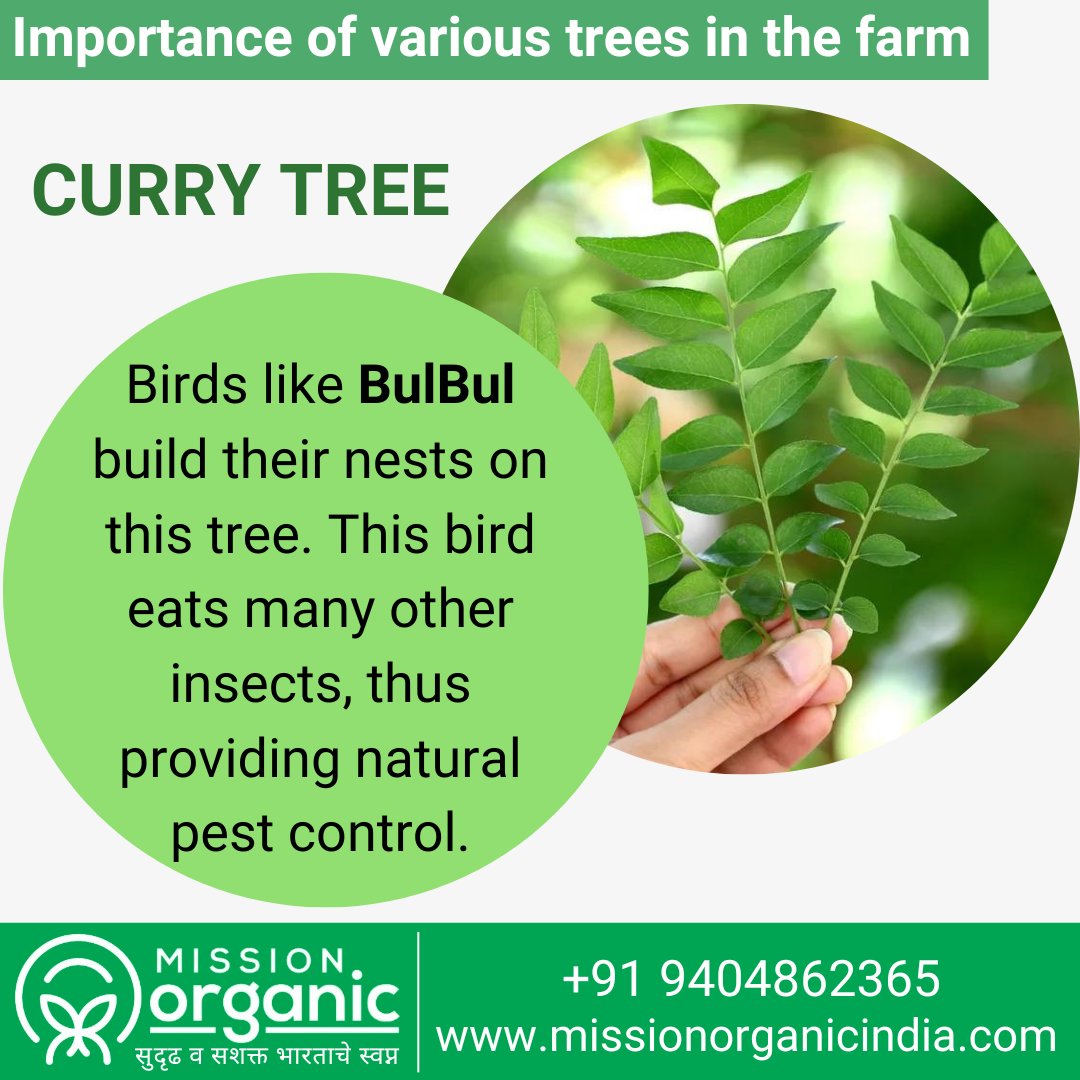 _MissionOrganic's tweet image. 🌱 Importance of Curry Trees in the farm 
🌱 शेतातील विविध वृक्षांचे महत्त्व : #कडीपत्ता
.
.
Follow : facebook.com/missionorganic…
Follow : instagram.com/missionorganic
.
.
#farming #currytree #tree #organic #organicfarming #शेती #सेंद्रियशेती #missionorganicindia #missionorganic