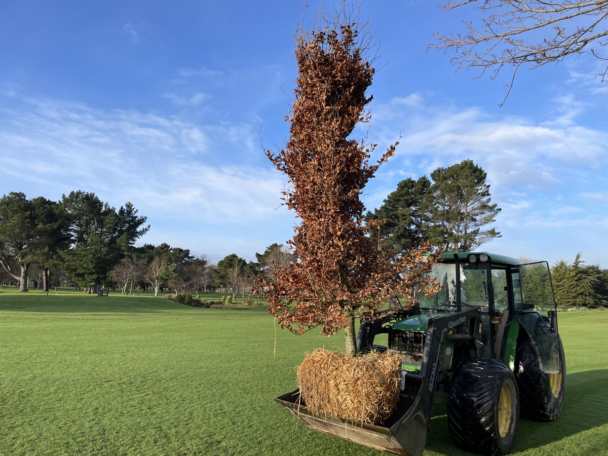 Planting a few semi-mature this past week.