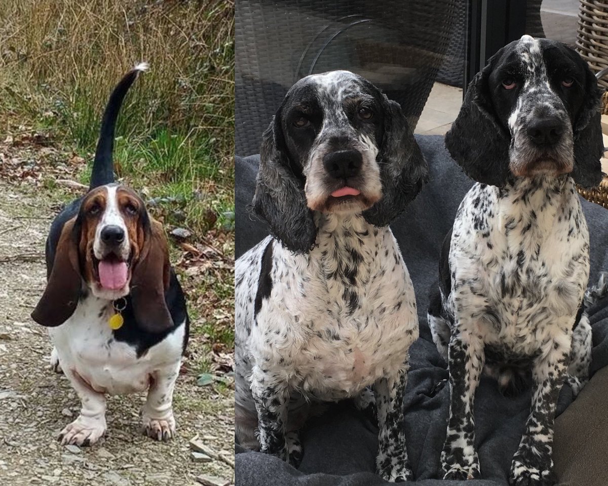 julzjudd's tweet photo. @Phil_Sledge Our Cyril, Sahara &amp; Tokyo 
Never a day goes by when I don’t miss their wagging tails 💔 https://t.co/Hu9NvXS07I