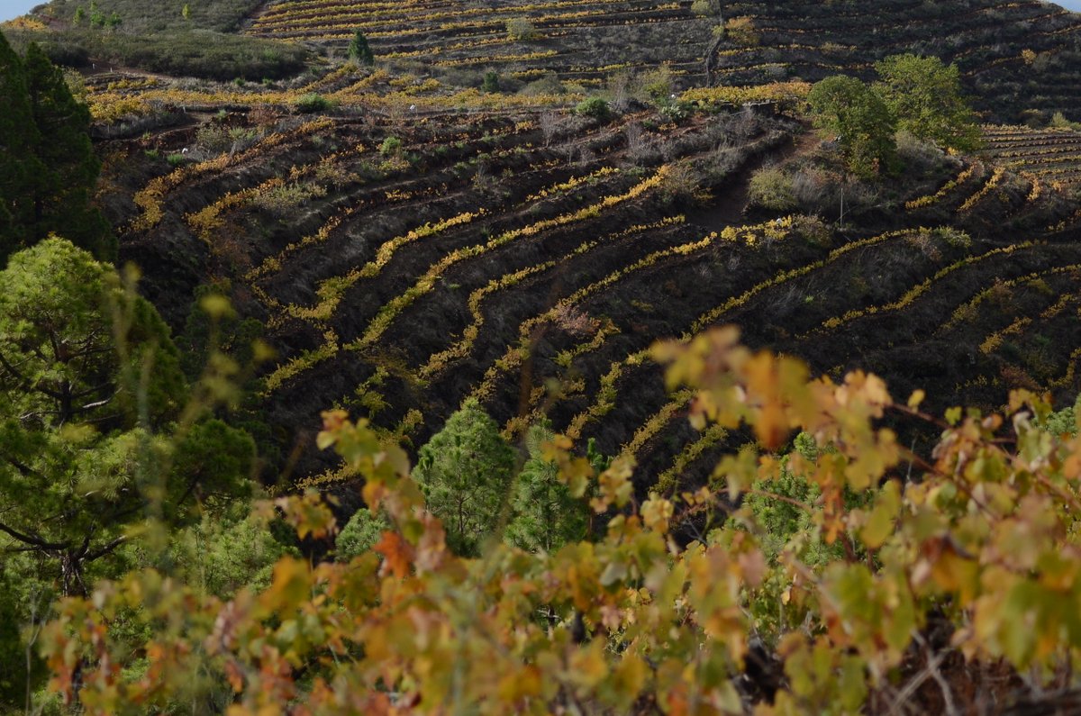 labrujaviri's tweet photo. Viñedos con variedades únicas en el mundo entre frondosos bosques, extensiones de plataneras, negros suelos de magma y ceniza volcánica ... Así es el excepcional paisaje del vino de @VINOSDELAPALMA.
Os animo a conocerlo en    https://t.co/SegzL5Bh1x https://t.co/Od9BOW9Y5n